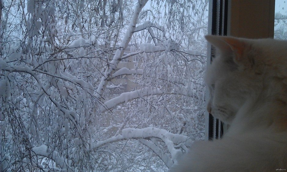 Кот за окном в снегу