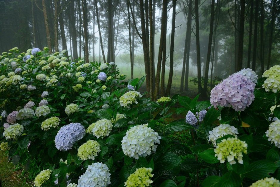 Hydrangea arborescens Emerald Lace