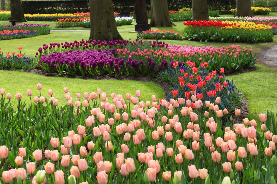 Парк Сокольники цветущие газоны
