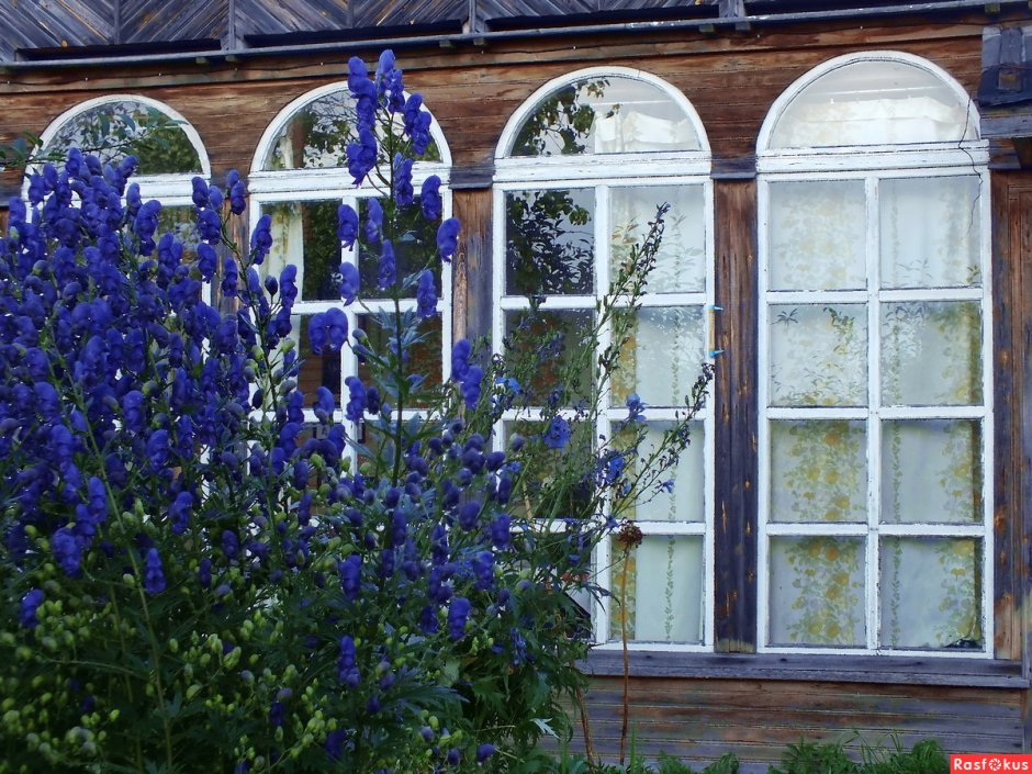Дом окнами в сад