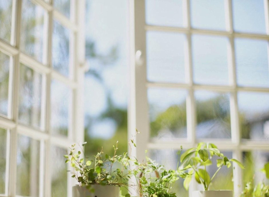 Фон окно с растением
