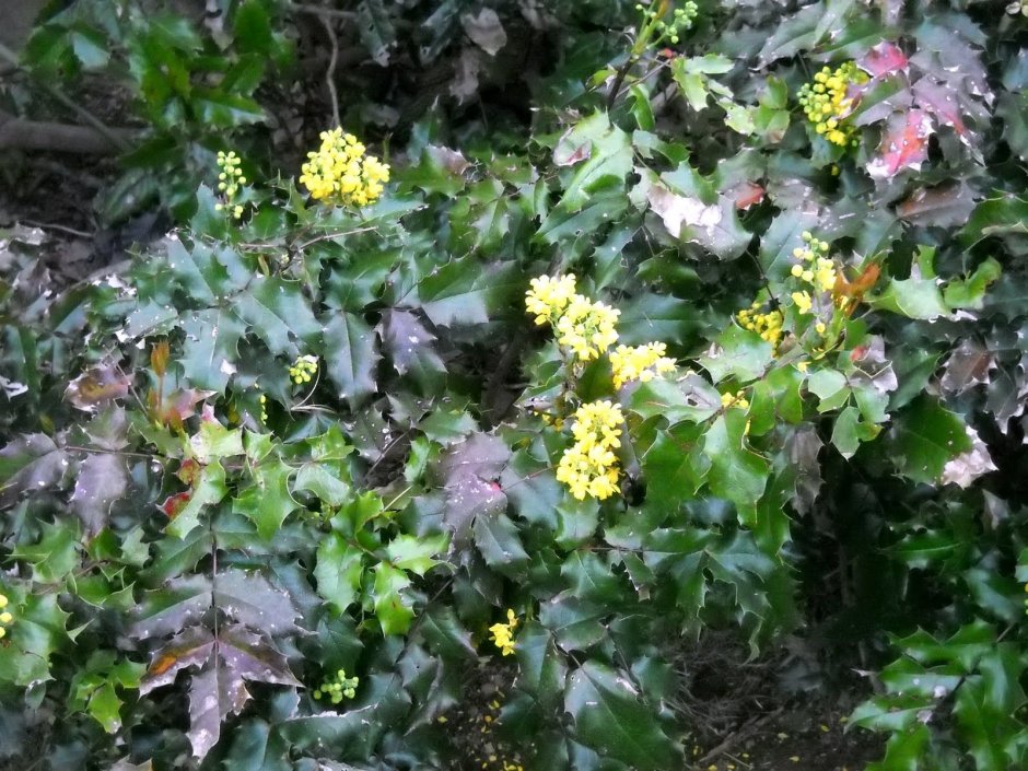 Oregon State Flower Oregon grape