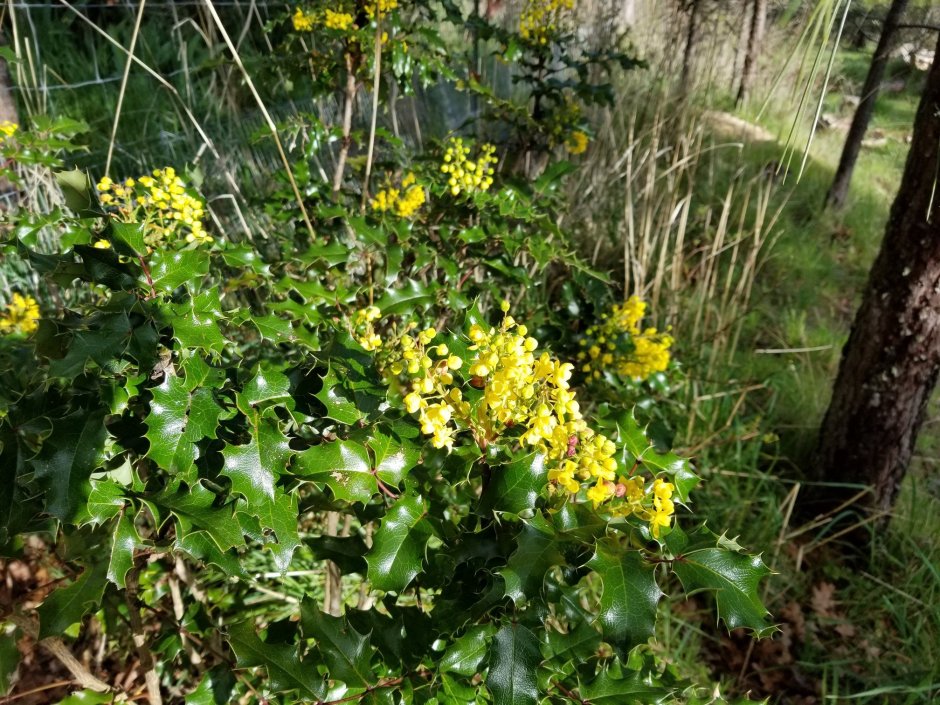 Mahonia lomariifolia ландшафте