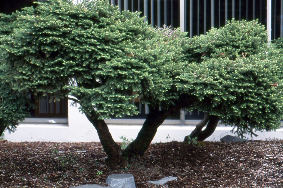 Ель обыкновенная Нидиформис (Picea Abies Nidiformis)