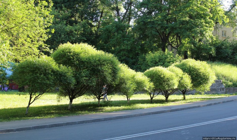Ива ломкая (шаровидная) Salix fragilis
