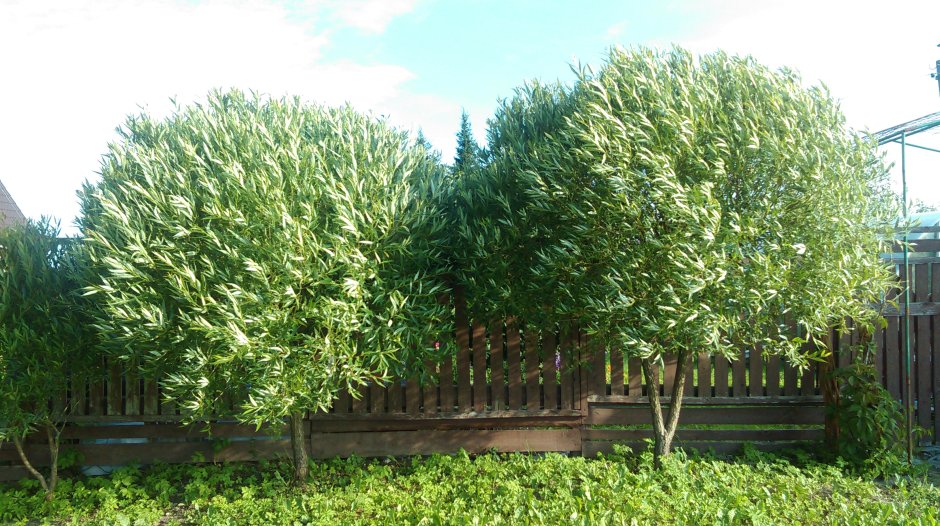 Ива ломкая "Буллата" Salix fragilis 'bullata'