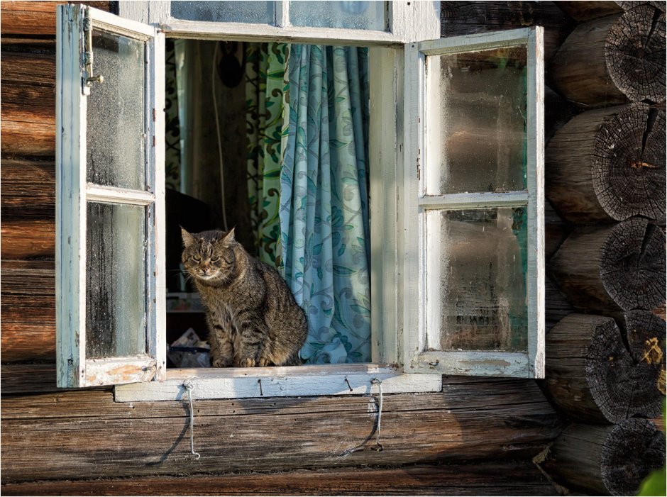 Кошка в деревенском доме