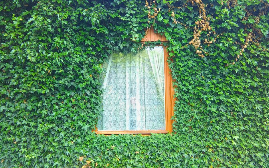 Травы на окне