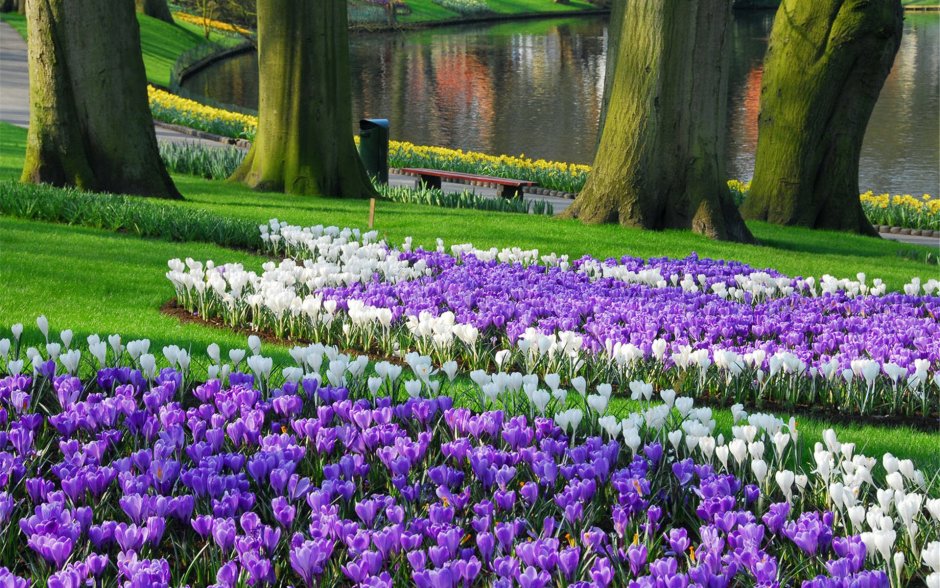 Нидерланды парк цветов Кейкенхоф 2020