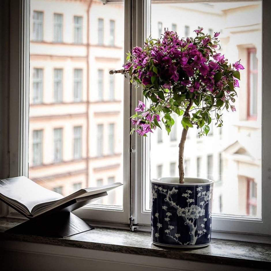 Тетрадь окно цветы