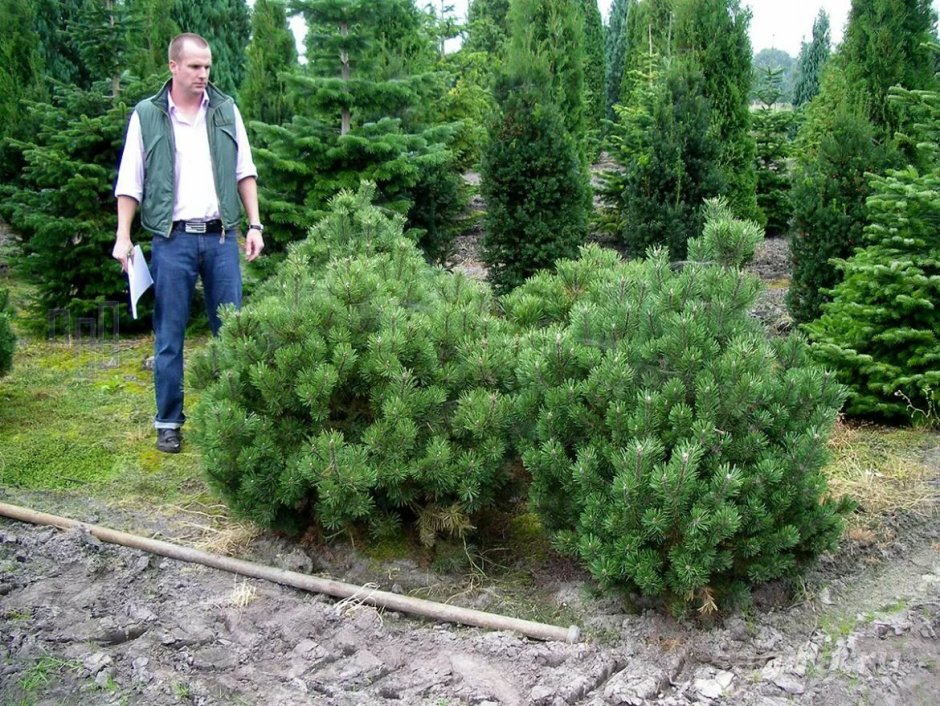Сосна Горная Pinus mugo Gnom