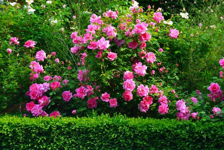 Роза Райнаупарк Парковая роза