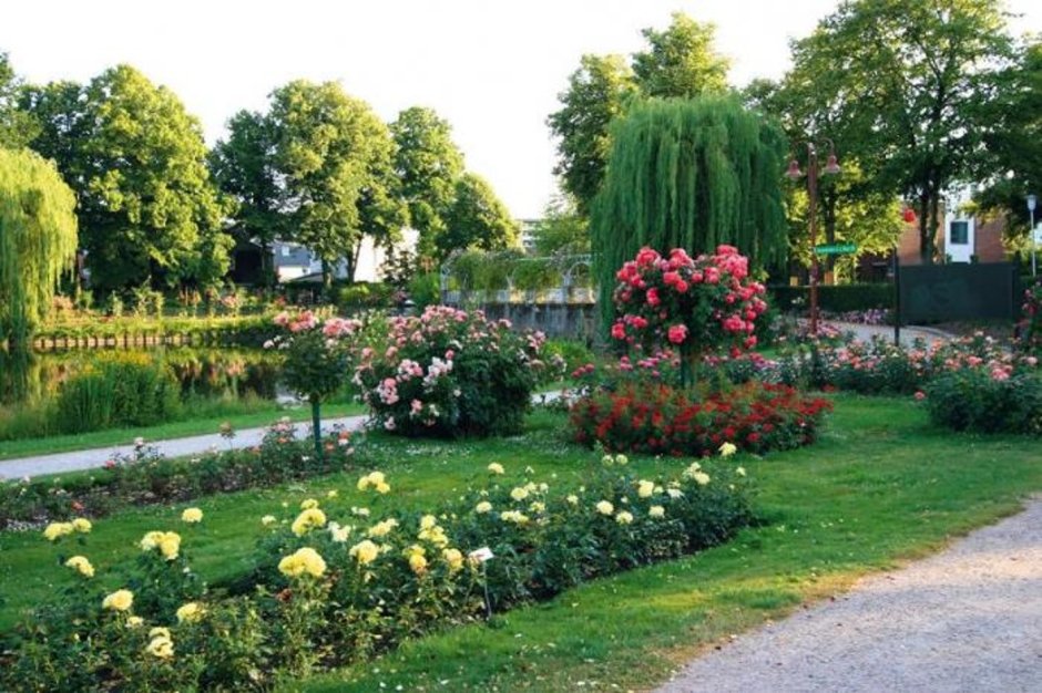 Сады штамбовых роз в Германии