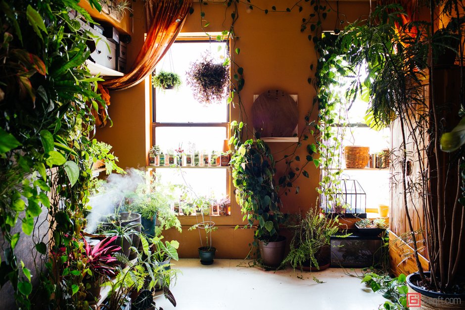 Комната с растениями
