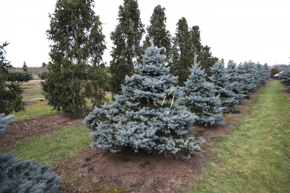 Ель колючая (Picea pungens glauca p9)