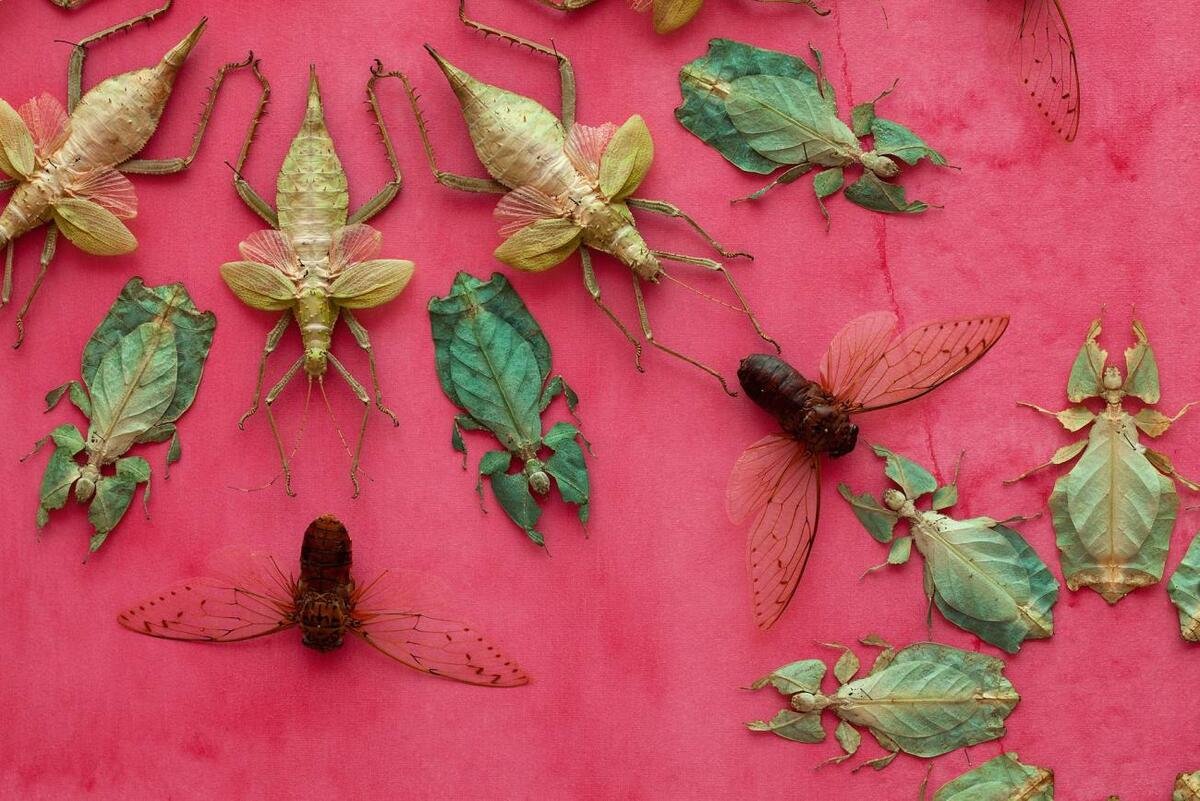 Коллекция энтомологическая "насекомые вредители". Коллекционирование насекомых. Экзотические насекомые. Украшения из насекомых на стену. Коллекционер насекомых
