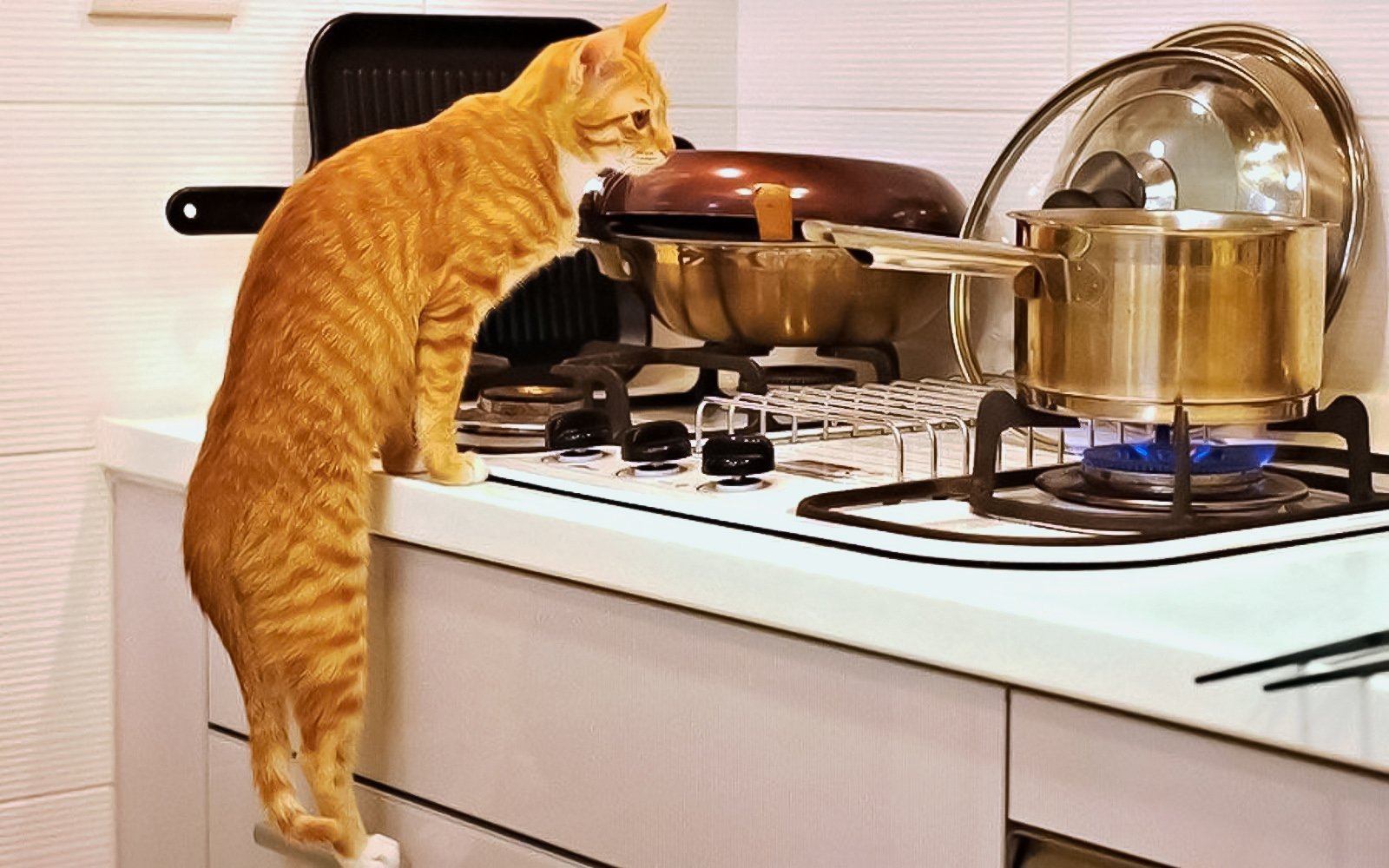 Котенок на кухне