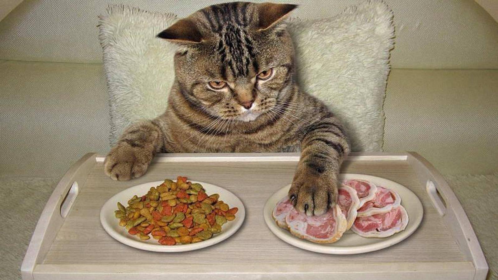 Бывает и голодный. Котик с едой. Еда для кошек. Еда для котят. Кот кушает.