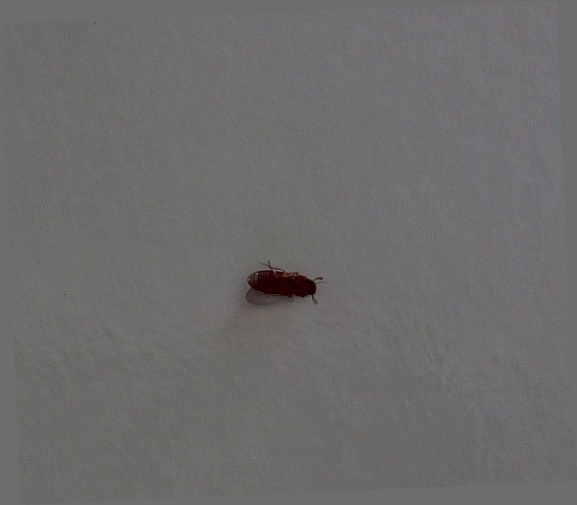 Маленький красный жучок в квартире
