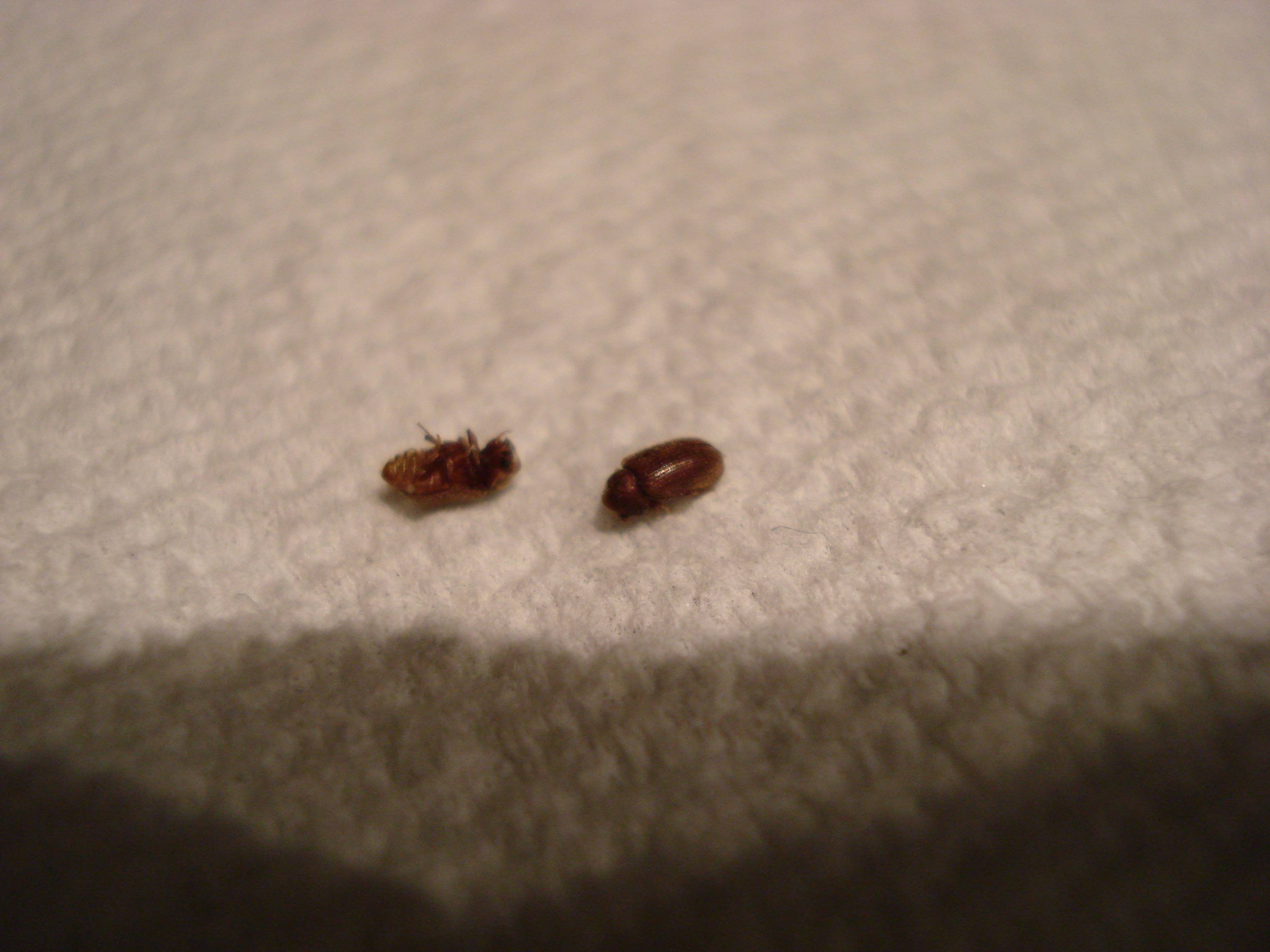 Мелкие коричневые жучки в квартире фото