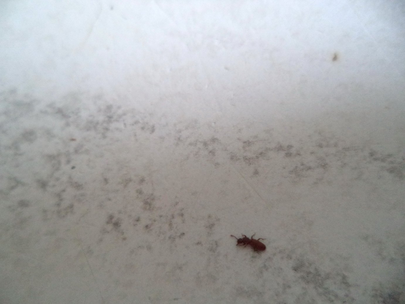 Маленькие букашки похожие на муравьев в квартире