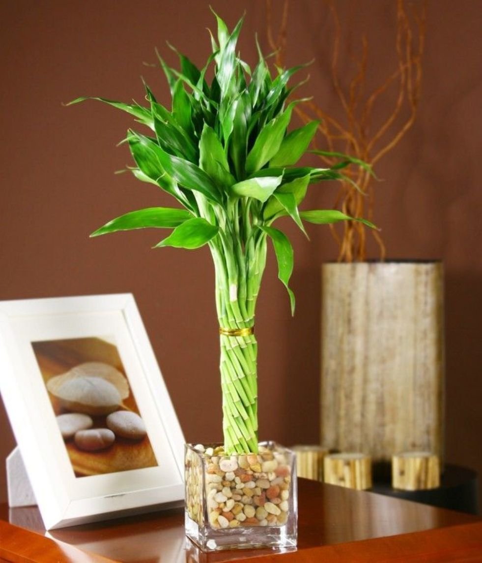 Цветы бамбука в интерьере фото