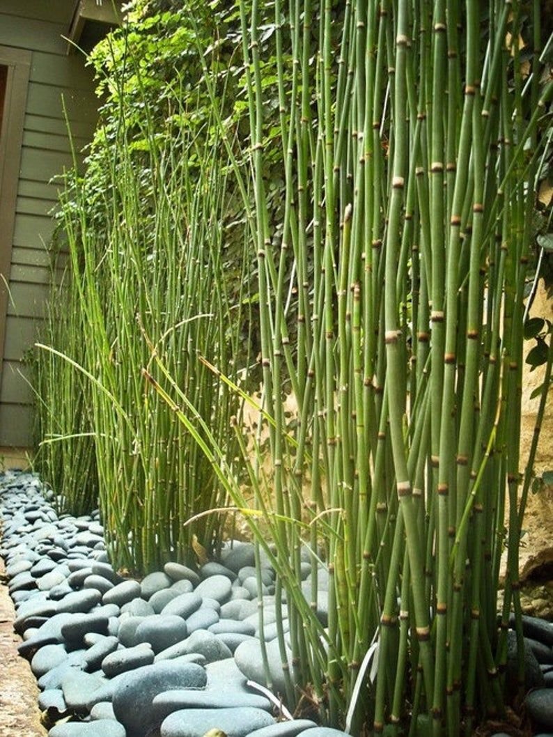 Бамбук в ландшафте