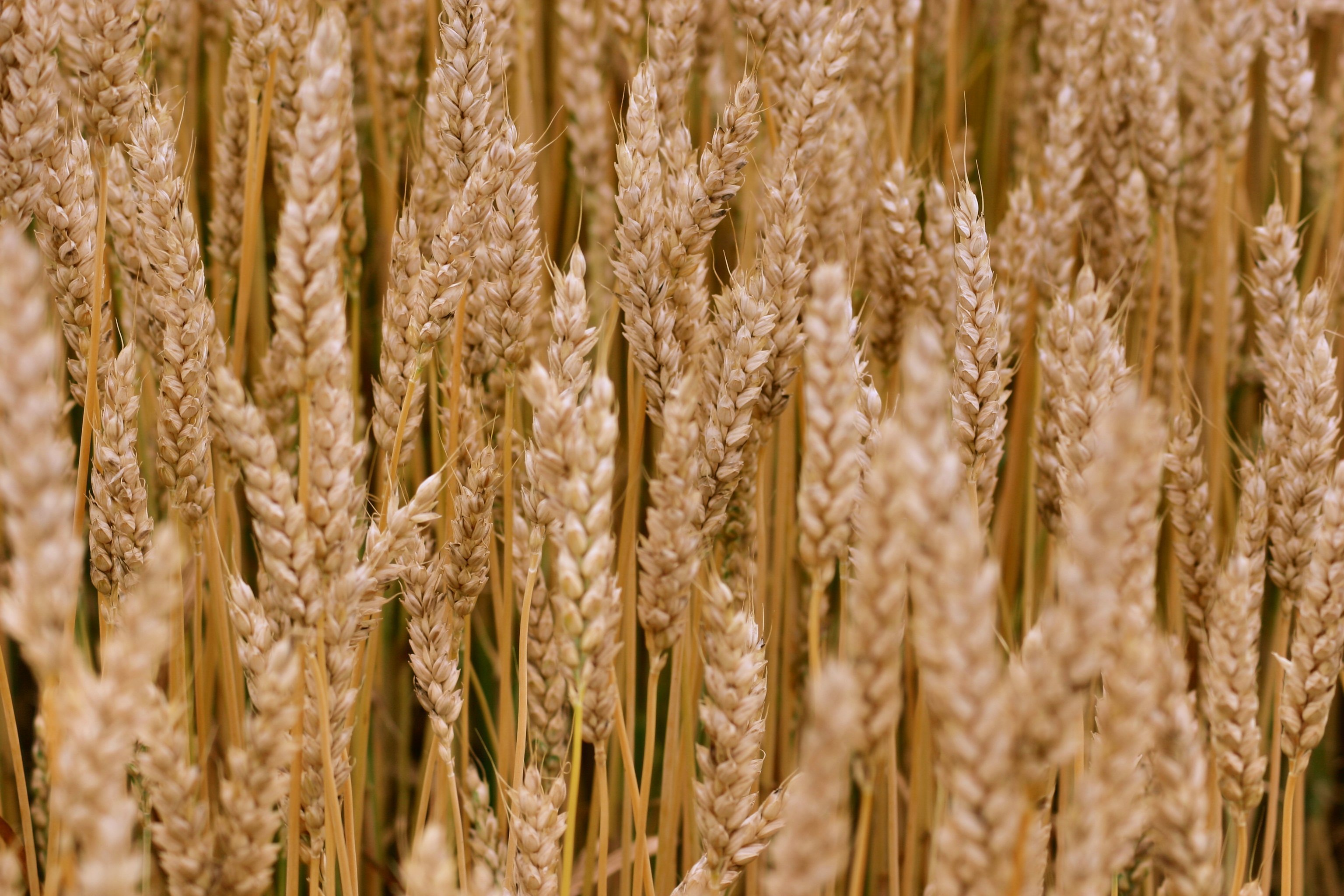 Пшеничный фон. Колоски Zahozhiy. Пшеница Колос Колос. Колосья пшеницы. Пшеница фон.