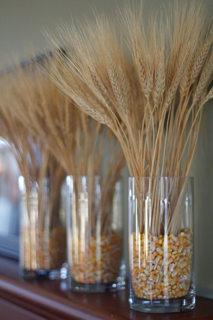 Колосья пшеницы фото на белом фоне