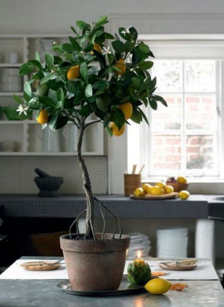 Lemon Tree кухни