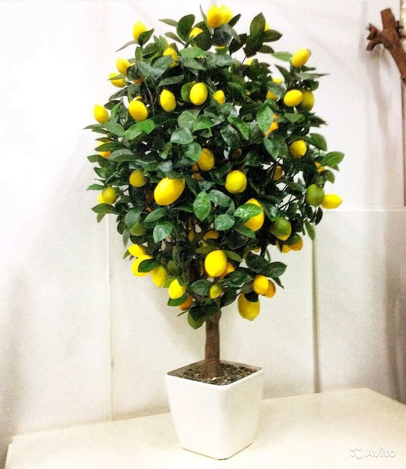 Лимон дерево в интерьере