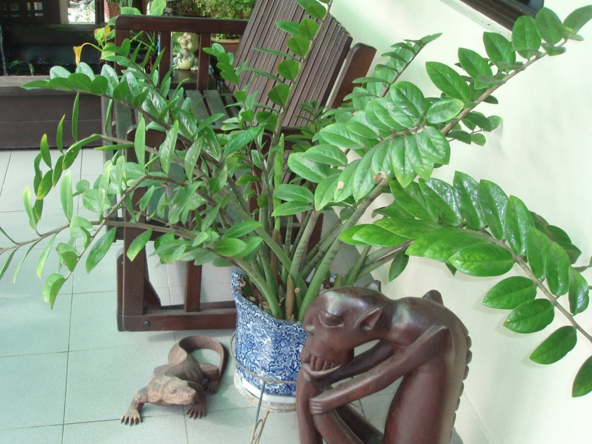 Африканское денежное дерево замиокулькас