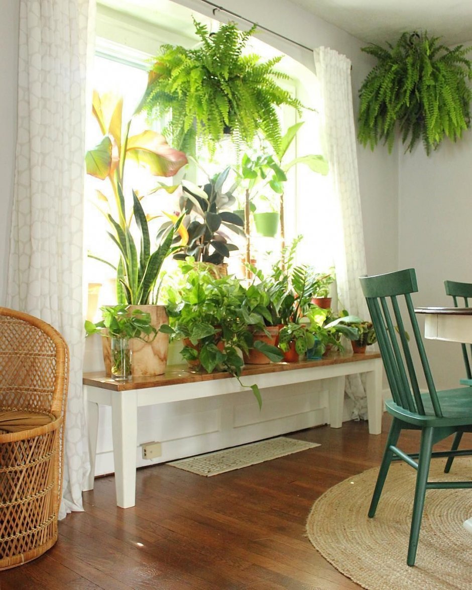 Комнатный садик из растений