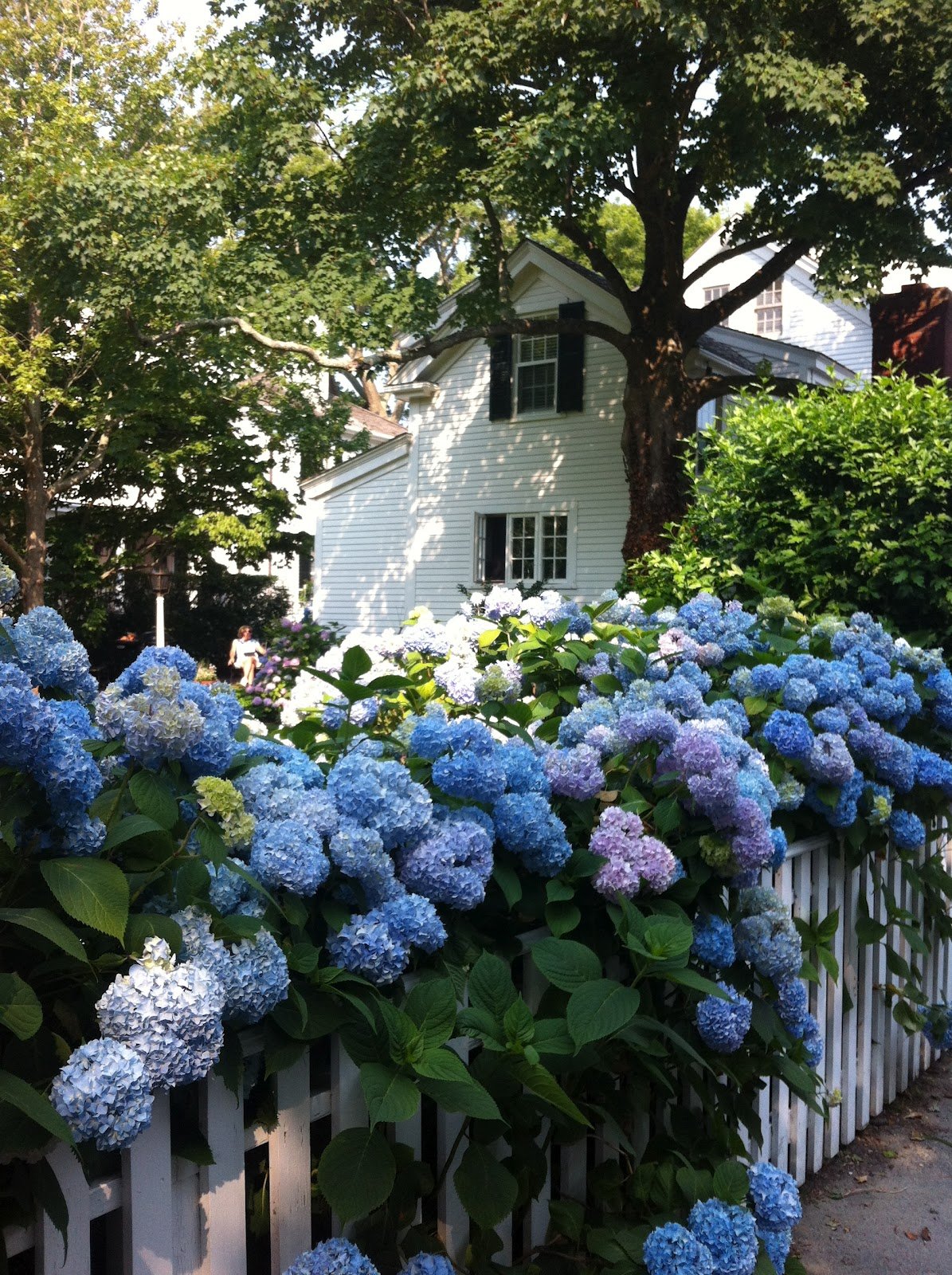 Гортензия голубая фото в саду