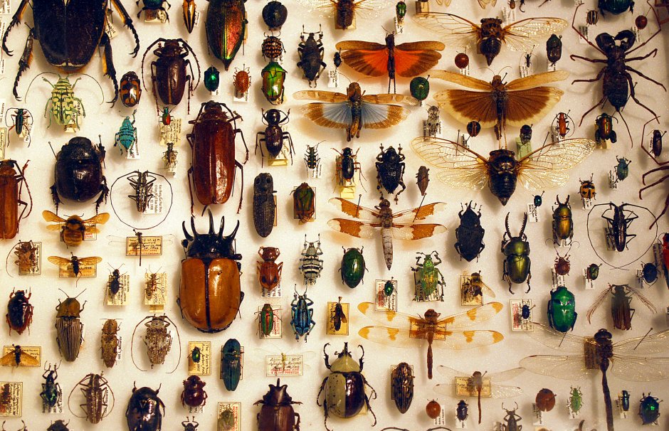 Коллекция энтомологическая "насекомые вредители"