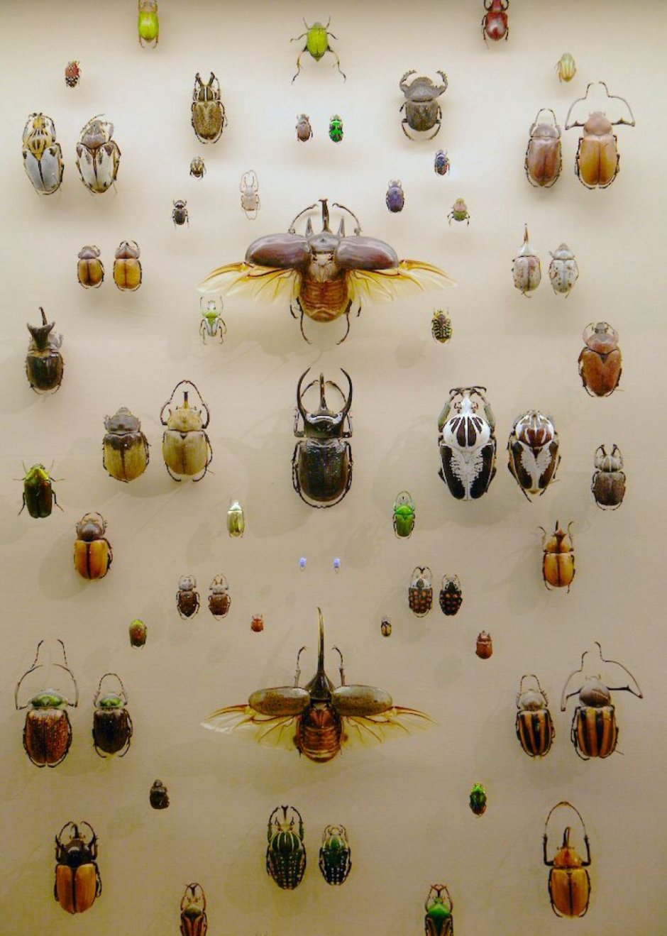 Коллекция энтомологическая семейство Жуков жесткокрылые