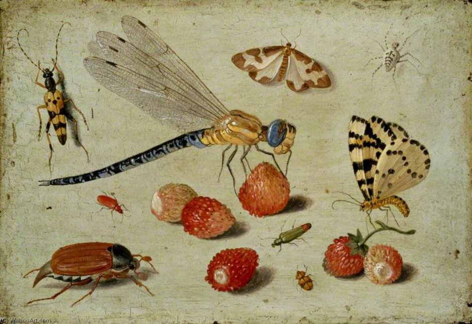 Ян Ван Кессель картины насекомых