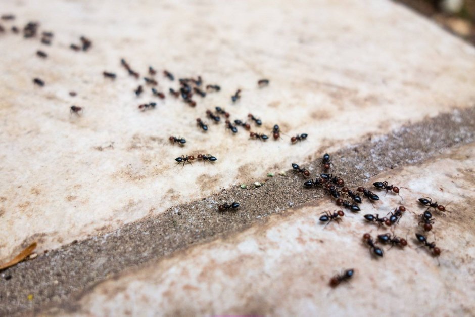 Термиты Королева против муравьёв
