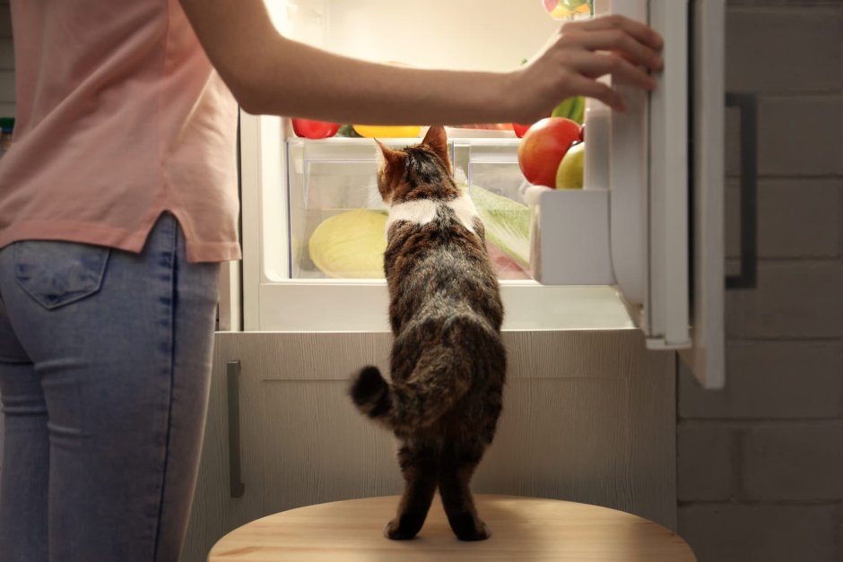 Кот на кухне