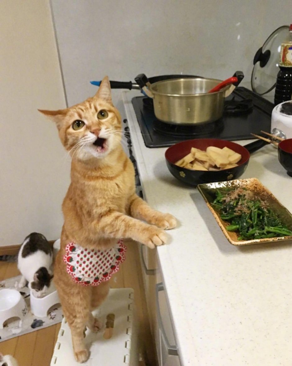 Кот готовит
