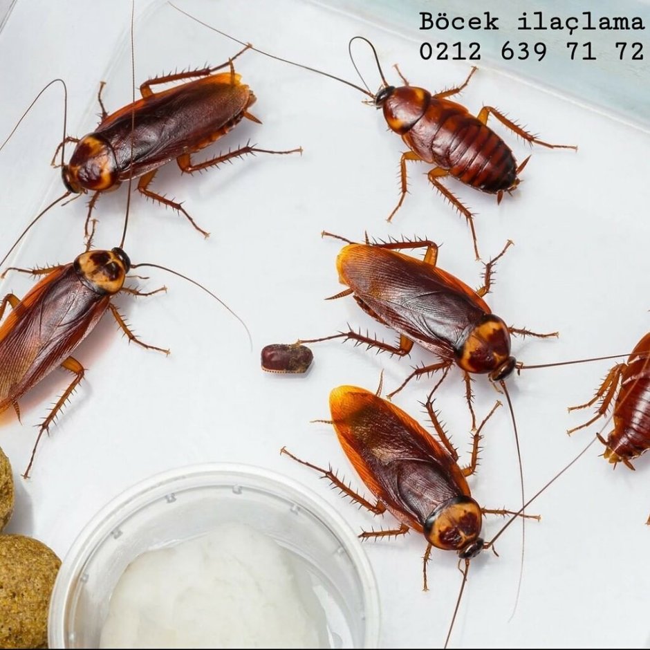 Как выглядит таракан домашний фото в увеличенном виде