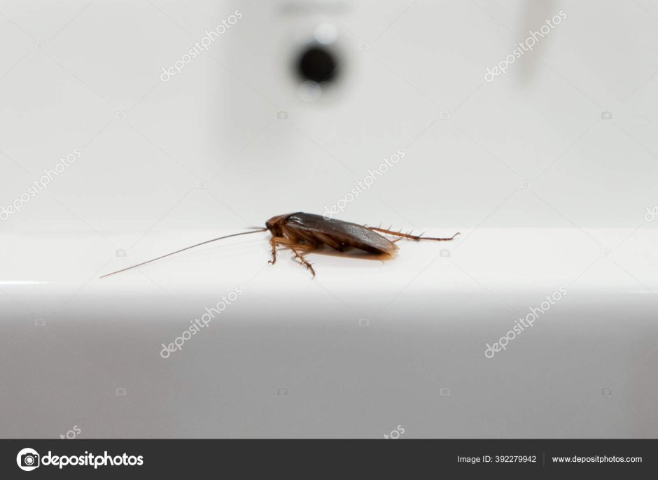 Виды насекомых похожих на тараканов