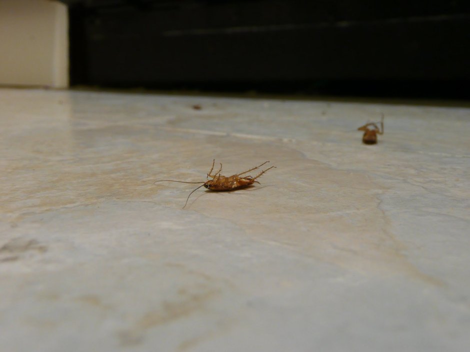 Маленькие тараканы
