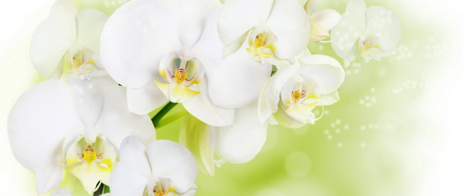 Фотообои белые цветы на белом фоне