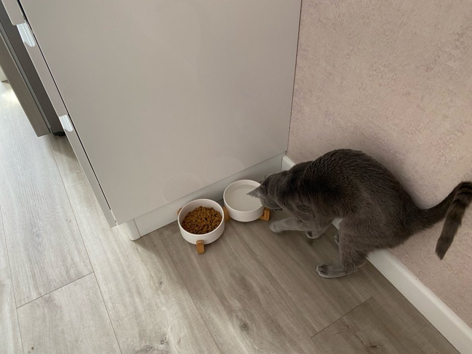 Кошка на кухне
