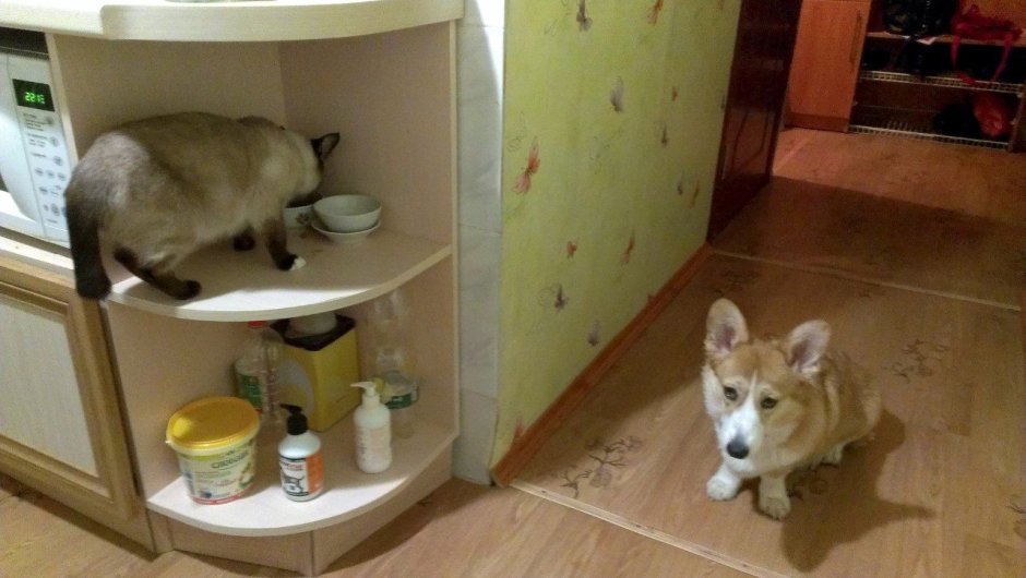 Кошка на кухне