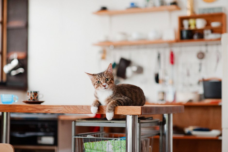 Тумба Ferplast Cat Cabinet