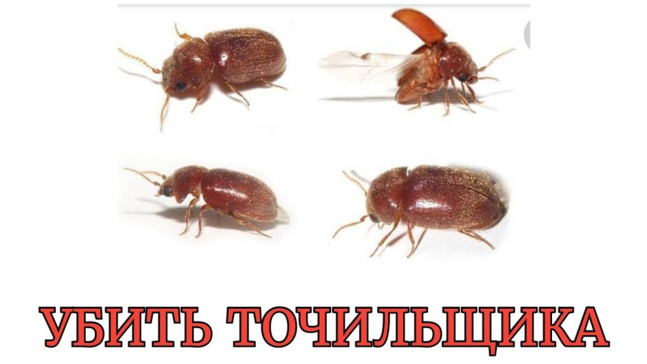 Хлебный Точильщик (Stegobium paniceum)