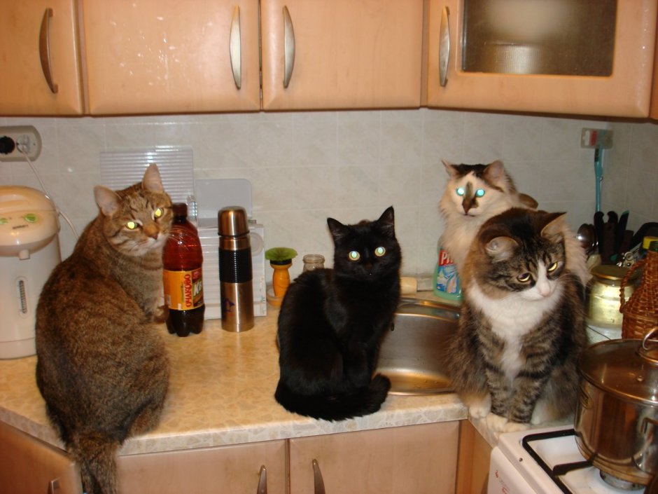 Смешной кот на кухне