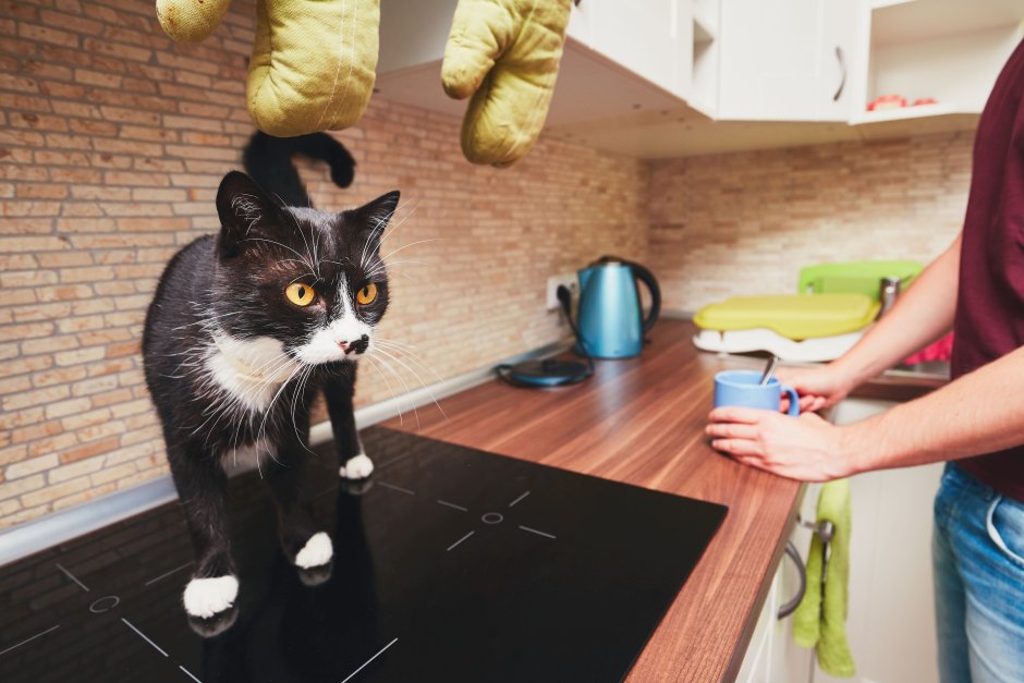 Кошка на кухне Эстетика